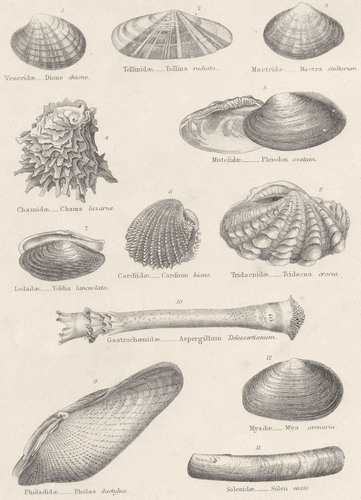 MOLLUSCS. Veneridae; Tellinidae; Mactridae; Chamidae; Mutelidae; Cardiidae 1860